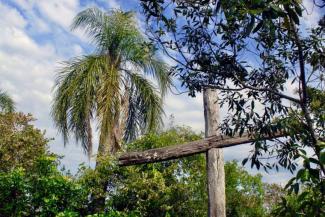 A_wooden_cross_in_the_rainforest_Stock_photo_via_Shutterstock_CNA_Size.jpeg