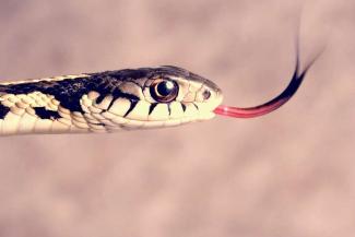 Garter_snake_Credit_Ivan_Kuzmin_Shutterstock_CNA.jpg