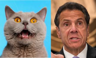 cuomo_cat.jpg