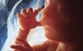 preborn_baby__womb__fetus-810x500.jpg